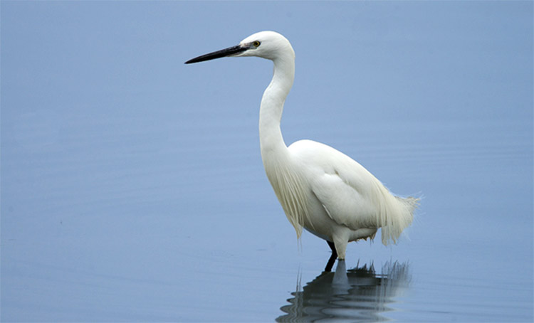 White egret on Skadar Lake