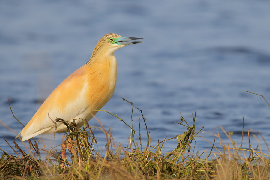 Bird on Skadar Lake