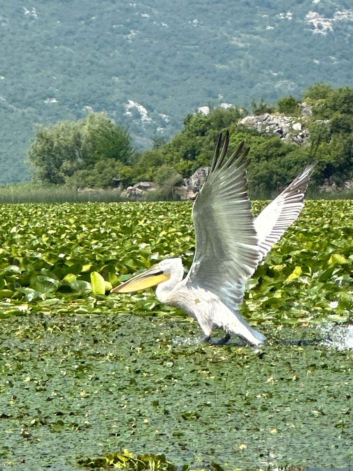 Dalmatian Pelican on Skadar Lake